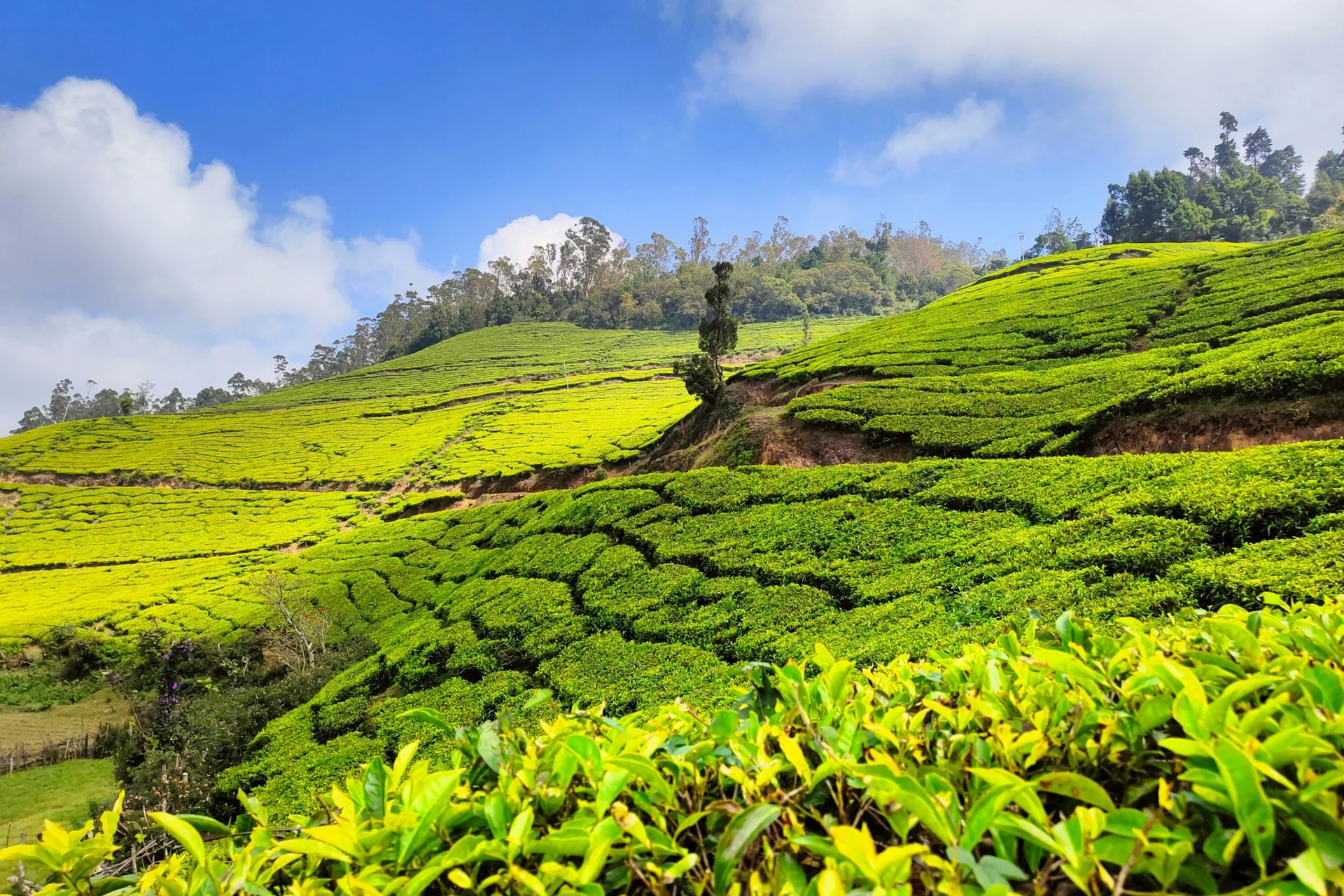 Munnar Hill Station